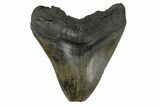 Fossil Megalodon Tooth - Feeding Damaged Tip #182715-1